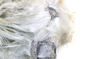Types of Asbestos Types of Asbestos Mineral